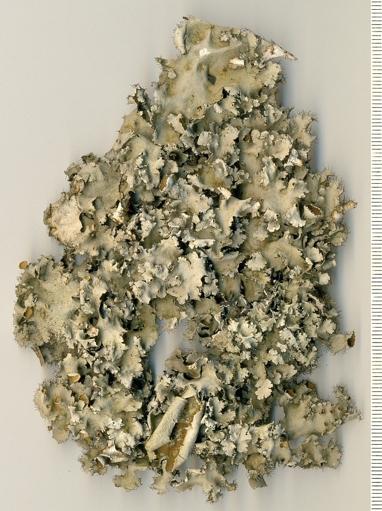 Parmotrema melanothrix from Brazil, Paraná, Guaraqueçaba leg. S. Eliasaro & C.G. Donha 2566 (UPCB)